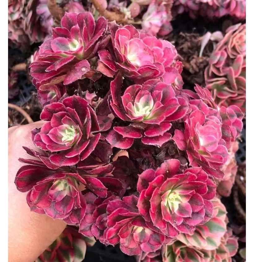紅銅壺白錦🌷1211 無根裸株出貨多肉植物多肉法師錦斑| 蝦皮購物