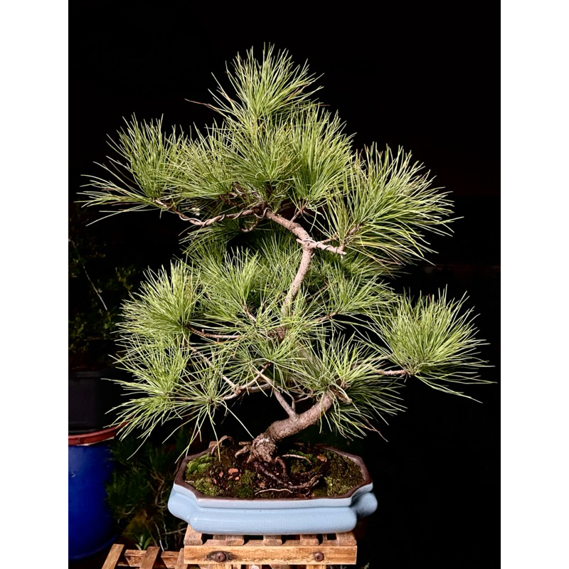 藝樹植栽」五葉松盆栽-造型盆栽-中品大品盆栽| 蝦皮購物