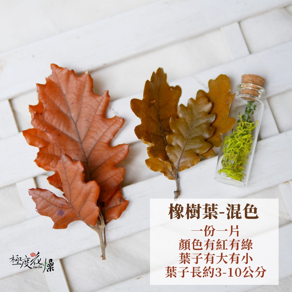 義大利進口 永生橡樹葉 橡木葉 極度花燥 花材 葉材 永生花 乾燥花 不凋花 橡樹葉 像樹 聖誕節 耶誕節 聖誕 新年 | 蝦皮購物