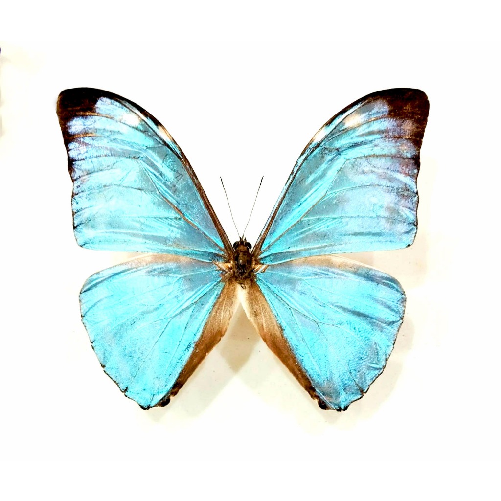 蝶の標本01seadragon16様専用ジャングルを舞う宝石(特A1) - 標本