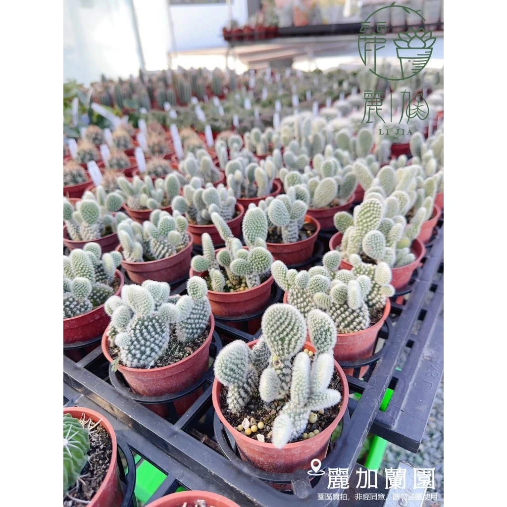 麗加-白烏帽子-多肉植物(小白兔、米老鼠)-仙人掌系列、團扇-植株下方可能會有些許葉傷是正常現象！介意勿購！