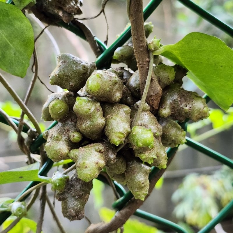 川七洋落葵安心野菜｜賣3吋種苗盆栽 | 蝦皮購物