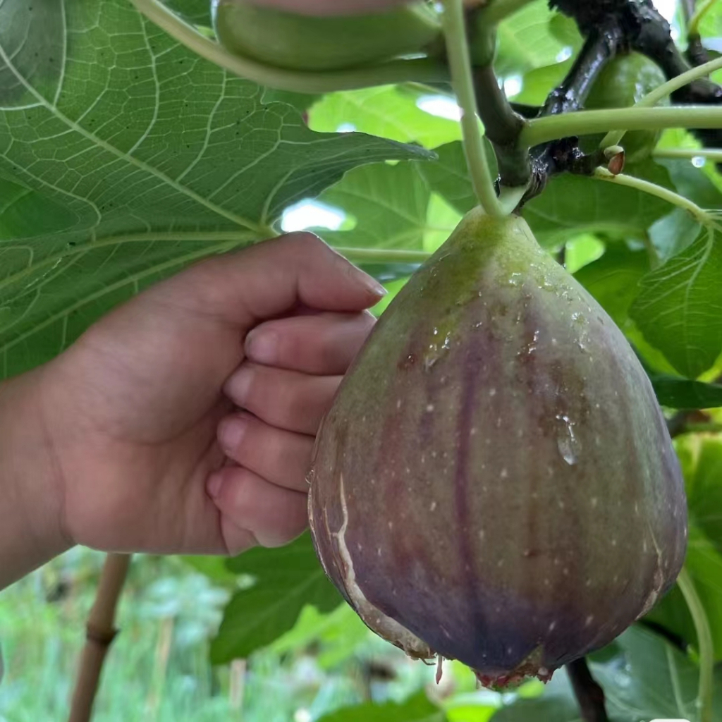 現貨（6款無花果種子200粒）巨無霸無花果日本無花果種子青皮無花果種子