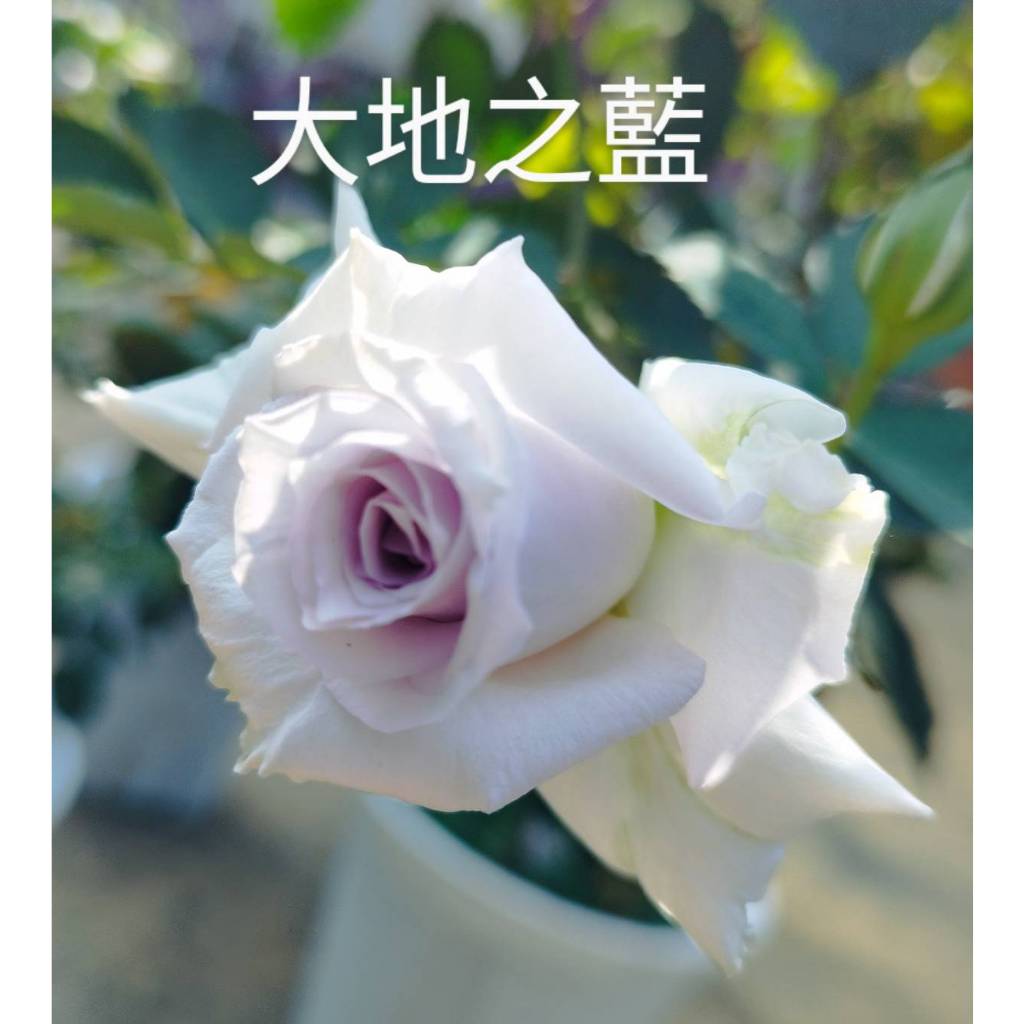 玫瑰藍- 優惠推薦- 2024年4月| 蝦皮購物台灣