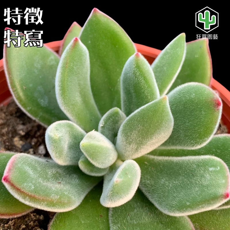 狂買園藝] 多肉植物紅輝壽（錦晃星） 3寸盆/小品盆栽/仙人掌/送禮小物