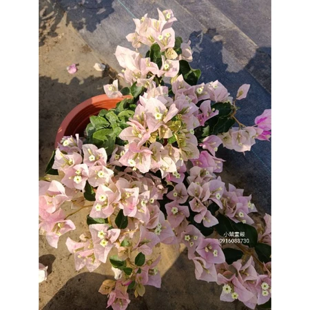 小葉畫報 7吋盆