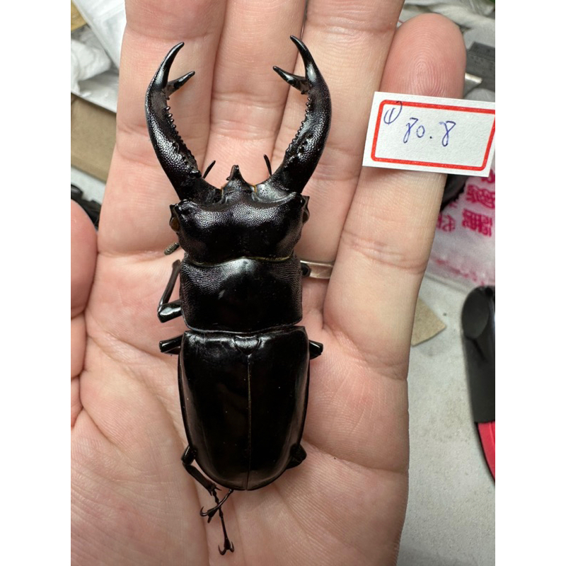 昆蟲標本（死的非活體） Hexarthrius buqueti 尺寸為上牙尺寸 黑叉角 | 蝦皮購物