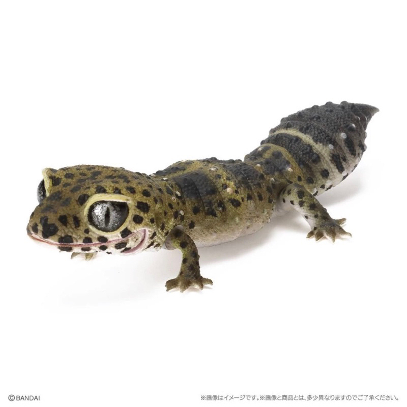 全新現貨 萬代Bandai 生物大圖鑑藍舌石龍子＆西非肥尾守宮 瘤尾＆豹紋守宮 扭蛋 | 蝦皮購物