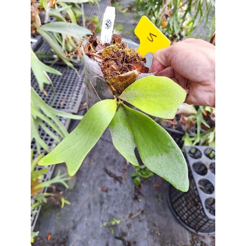 P. willinckii cv. Silvery dwarf sporing #4 鹿角蕨| 蝦皮購物
