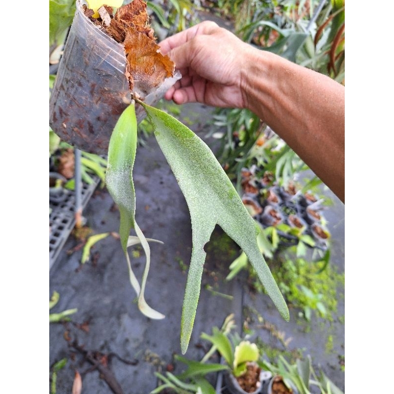 P. willinckii cv. Silvery dwarf sporing #7 鹿角蕨| 蝦皮購物