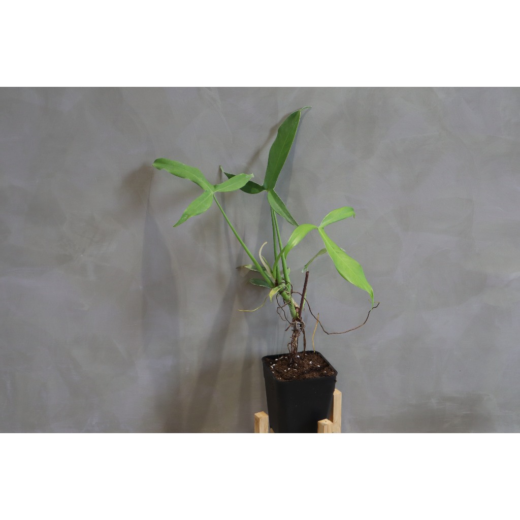 philodendron fragrantissimum Philodendron pulchrum