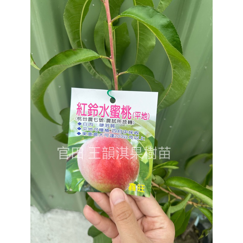 [種植趣]熱帶水蜜桃🍑 嫁接苗 紅玉 特大水蜜桃 蟠桃 甜桃 豐香 黃金蜜桃 牡丹 翠蜜 紅鈴 黃貴妃 台農7 果樹 苗 | 蝦皮購物