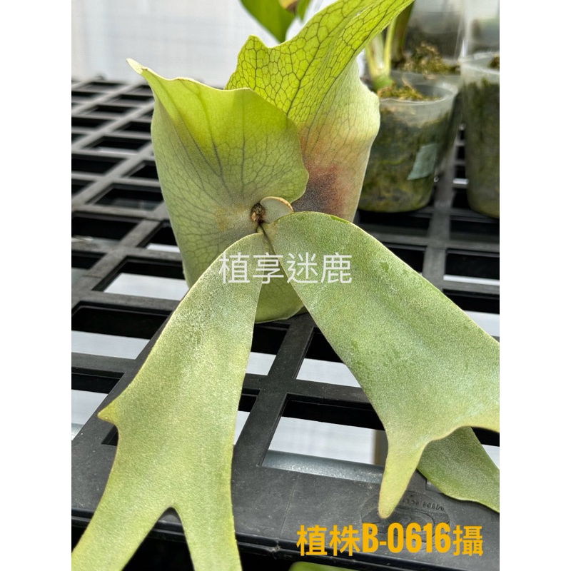 植享迷鹿］峇厘爪哇鹿角蕨P. Willinckii cv.Bali Seleted - 穩根側芽