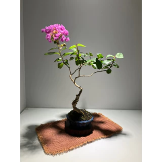 littlebonsai, 線上商店| 蝦皮購物