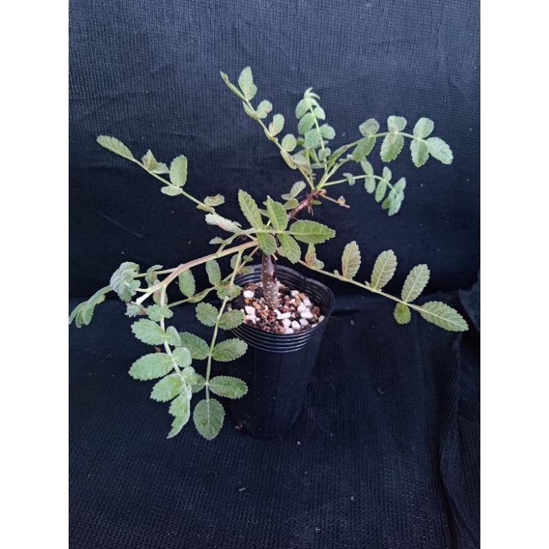 Bursera aspleniifolia 實生苗 | 蝦皮購物