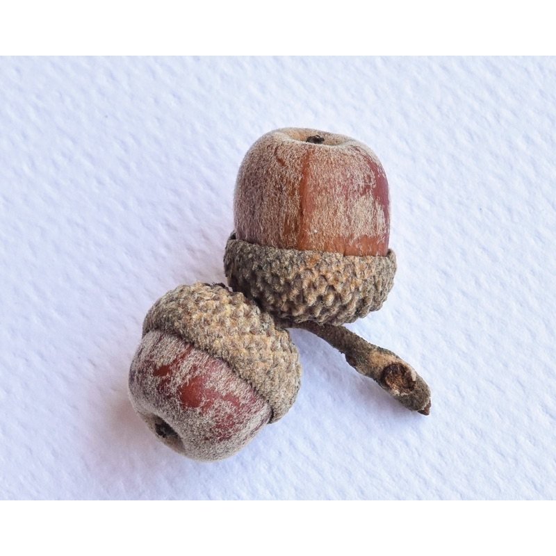 錐連櫟 Quercus franchetii 殼斗科 種子收藏 標本 | 蝦皮購物