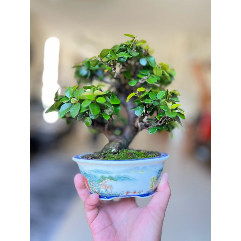 日本圓葉縮緬葛「罕見品種」 | 蝦皮購物