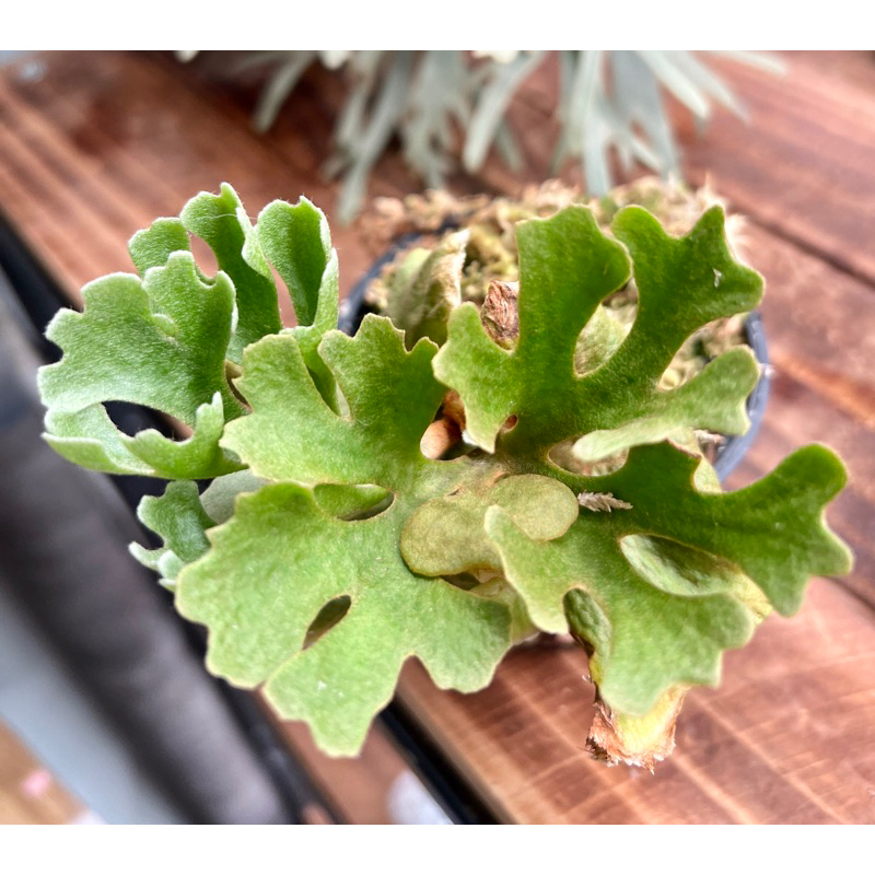 侏儒銀葉亞猴P. Ridleyi Dwarf Silver(TC) | 蝦皮購物 侏儒銀葉亞猴P. Ridleyi Dwarf Silver(TC) | 蝦皮購物