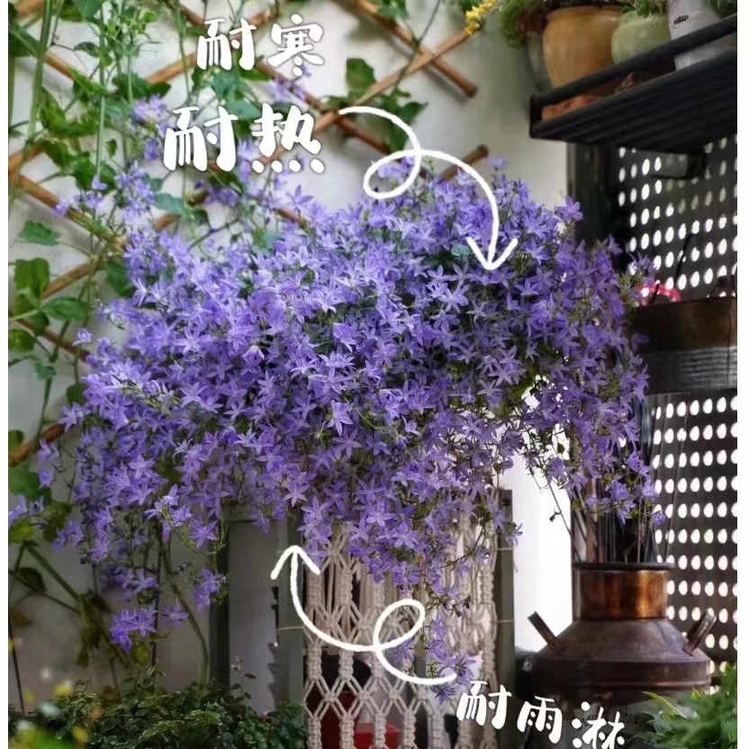 🍄🍄【品質保證】新品種垂絲風鈴花種子風鈴草種子四季開花濃香好