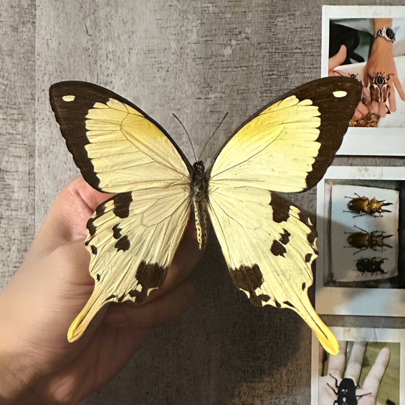 【現貨】🦋非洲白手帕鳳蝶🦋 標本 標本乾貨 未展乾貨三角紙包裝 閃蝶 蝴蝶標本 昆蟲標本 蝴蝶乾貨