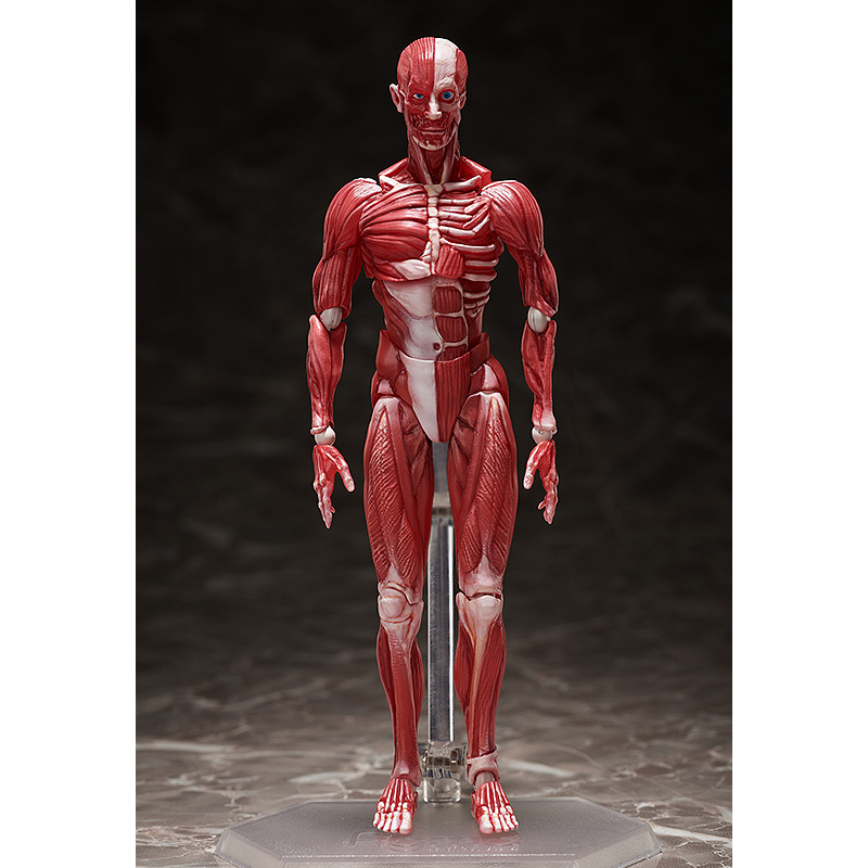 NeoGamer】現貨figma FREEing 人體模型SP-142 4570001510427