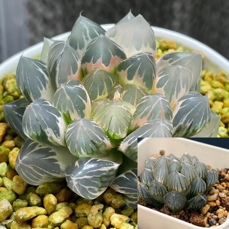 Haworthia ハオルチア百合科多肉植物玉露錦｜霓虹燈/OH/毛玉露錦