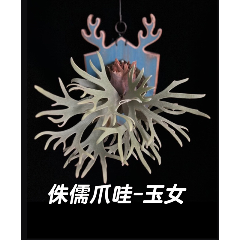 小蔡的木作坊】玉女鹿角蕨/侏儒爪哇玉女P.willinckii