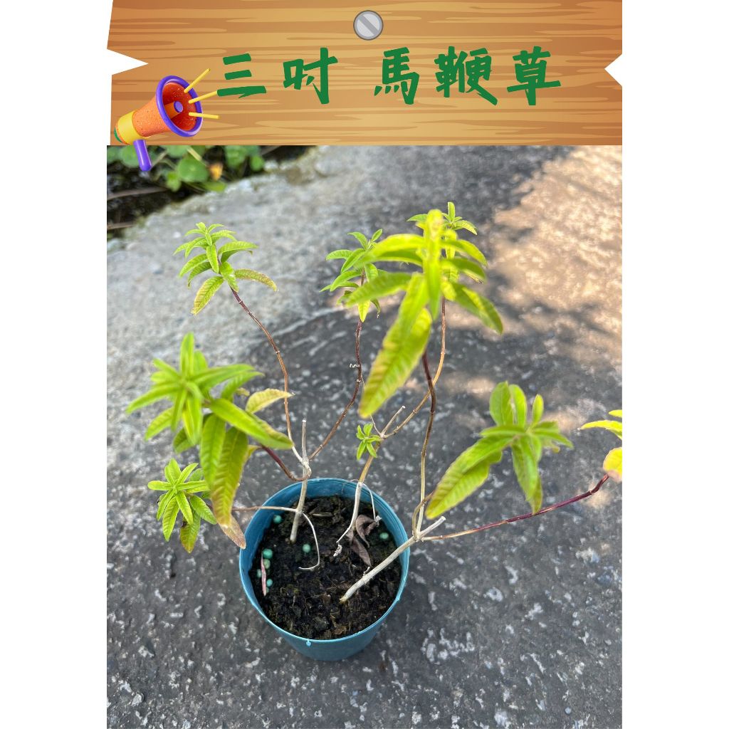 【鐵馬鞭】/純真無邪/三吋盆/馬鞭草 | 蝦皮購物