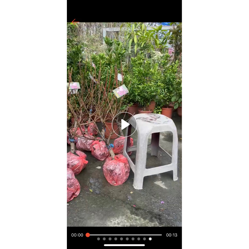 七寸桃花重瓣風水優goo 特價$730 | 蝦皮購物