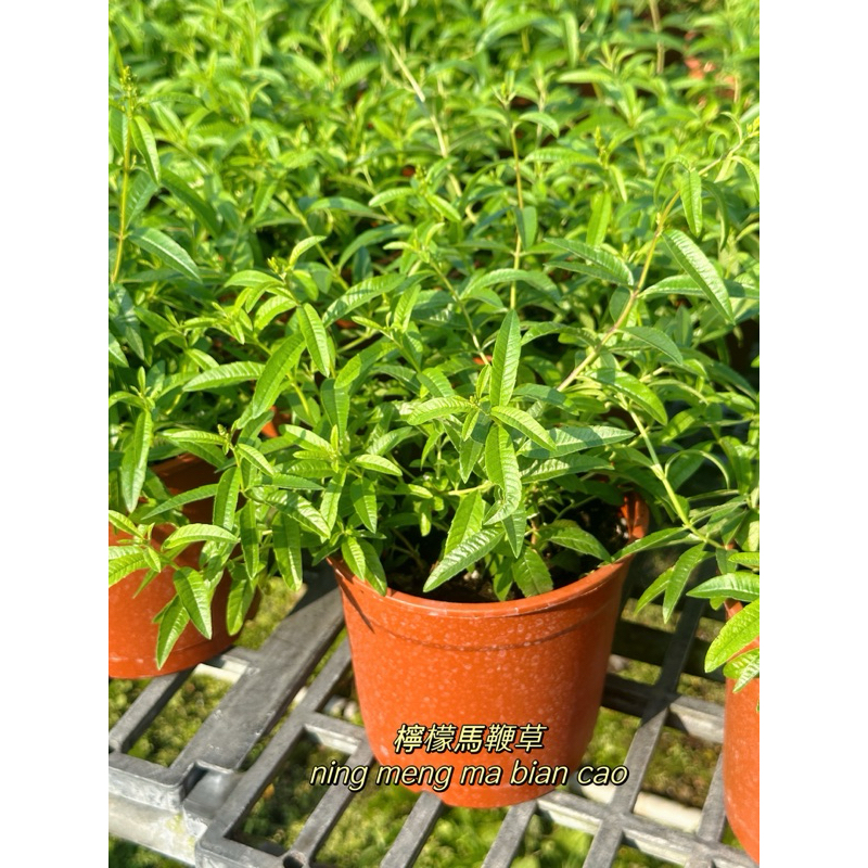 ｛英宏｝檸檬馬鞭草3吋 香草植物 陽光植物 | 蝦皮購物