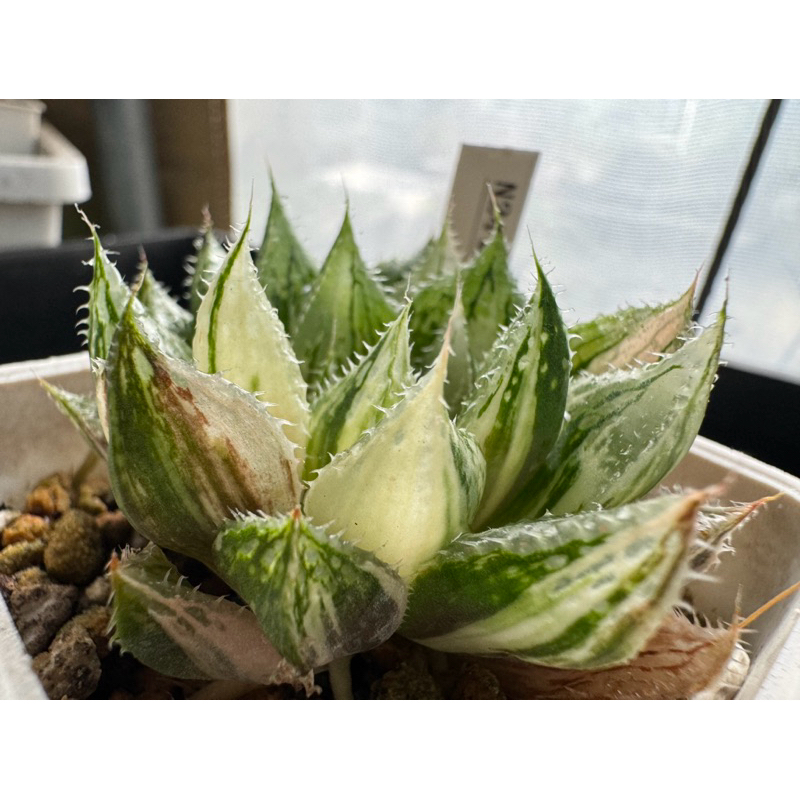 Haworthia ハオルチア百合科一物一拍玉露|寶蓮燈玉露錦N24 Haworthia ハオルチア百合科一物一拍玉露|寶蓮燈玉露錦N24