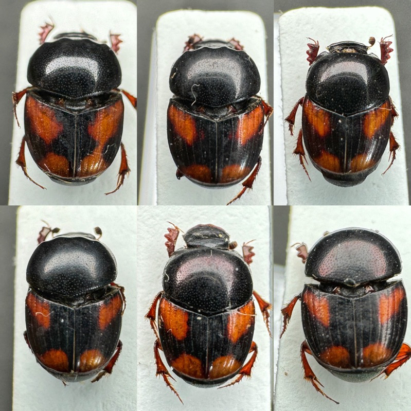 #俄羅斯Caccobius schreberi糞金龜標本，六隻一組，很精緻很可愛/甲蟲標本/天牛標本/兜蟲標本/糞金龜 | 蝦皮購物