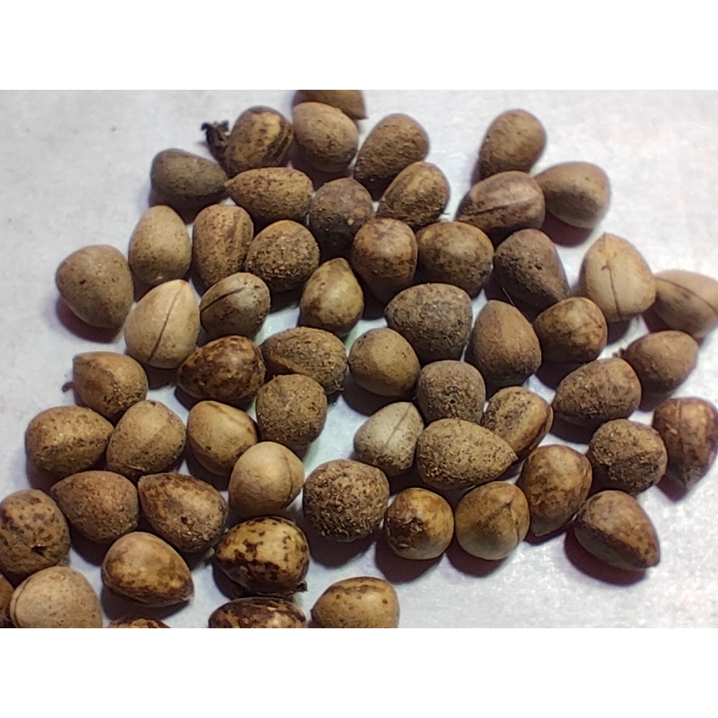 【塊根英雄】群星冠大戟種子/Euphorbia Stellispina//有著星狀刺座的潮流大戟 | 蝦皮購物