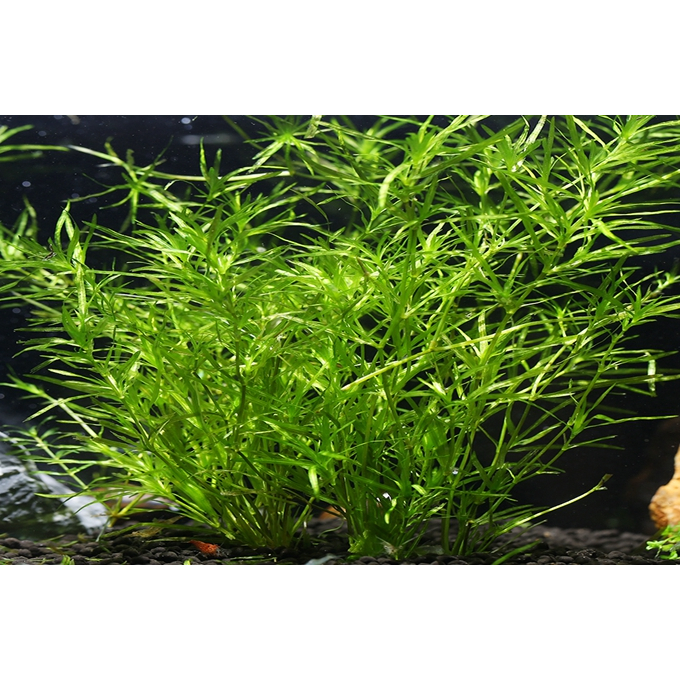 陽明柳、(淨化水質，適合幼魚躲藏)、小茨草、水草、造景 | 蝦皮購物