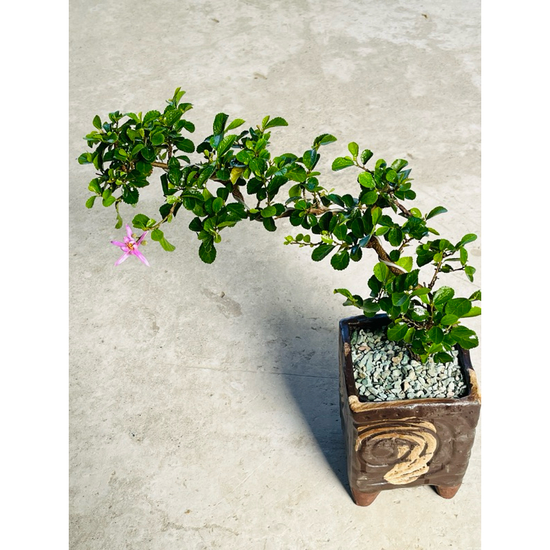 睡蓮木|スイレンボク🌿植悟誌藝樹盆栽四季開花| 蝦皮購物 睡蓮木|スイレンボク🌿植悟誌藝樹盆栽四季開花| 蝦皮購物