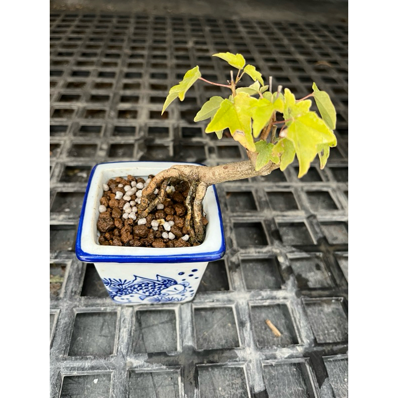 日本宮樣楓｜2吋/3吋瓷盆～露根型小品精品盆栽⋯ | 蝦皮購物