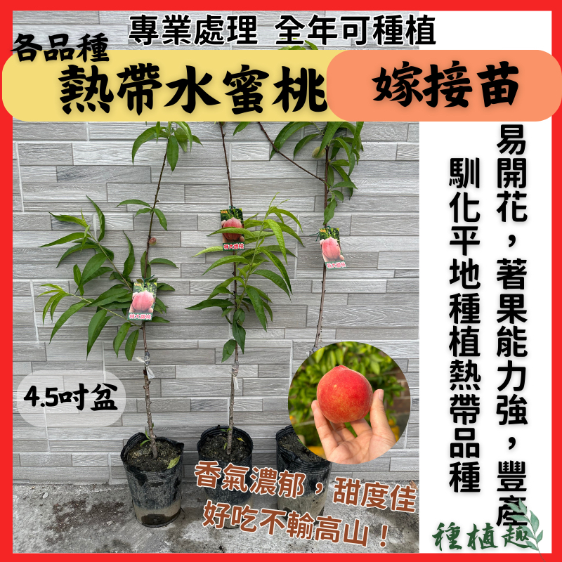 [種植趣]熱帶水蜜桃🍑 嫁接苗 紅玉 特大水蜜桃 蟠桃 甜桃 豐香 黃金蜜桃 牡丹 翠蜜 紅鈴 黃貴妃 台農7 果樹 苗 | 蝦皮購物