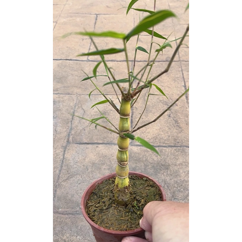 金絲葫蘆 竹｜3.5吋盆～禾本科竹屬多年生草本常綠竹品 | 蝦皮購物