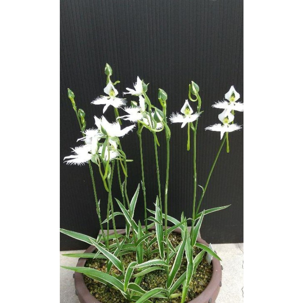 ✿迷妳馬的日本花草✿2026進口球根鷺草球根/銀河白覆輪山野草| 蝦皮購物