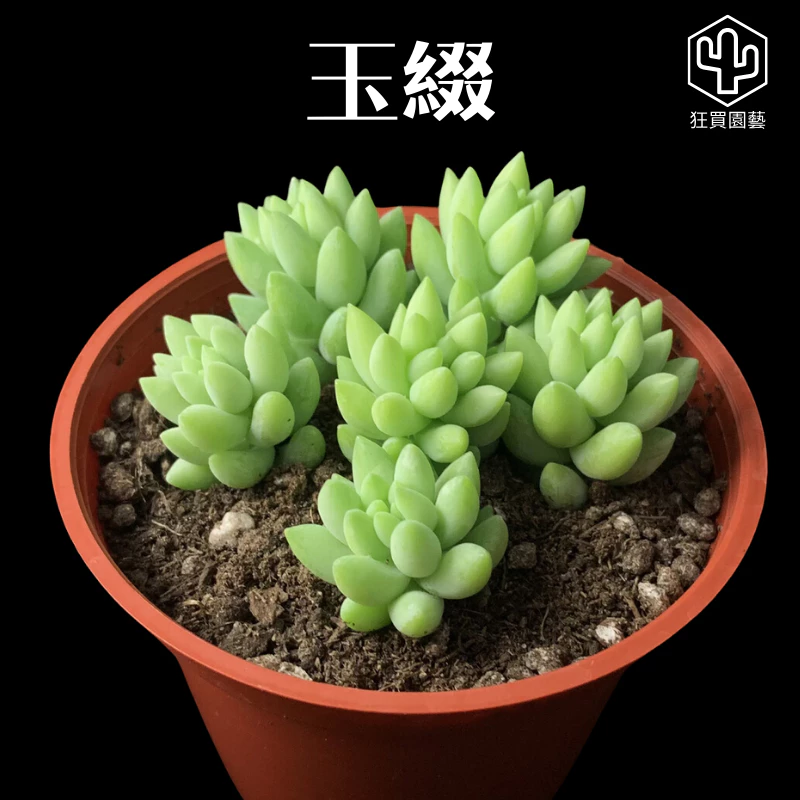 多肉植物 最好種的8 種多肉植物| 有肉SUCCULAND