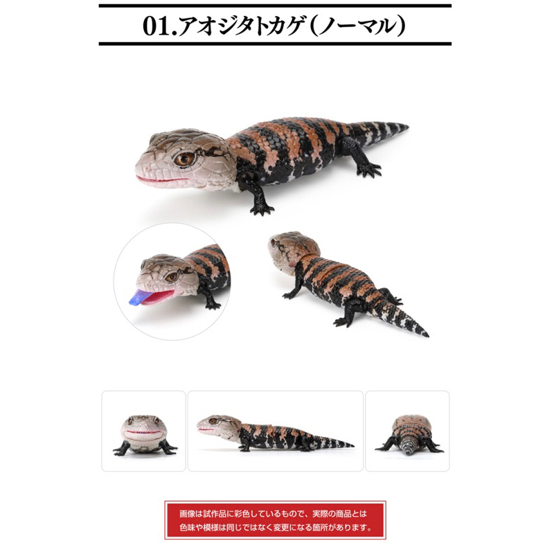 全新現貨 萬代Bandai 生物大圖鑑藍舌石龍子＆西非肥尾守宮 瘤尾＆豹紋守宮 扭蛋 | 蝦皮購物