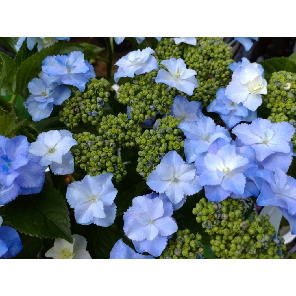海芋小屋~大葉繡球花：星の桜 星之櫻 (繡球花、紫陽花) | 蝦皮購物