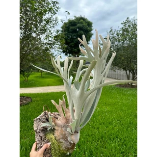 晴花鹿苑鹿角蕨專賣, 線上商店| 蝦皮購物