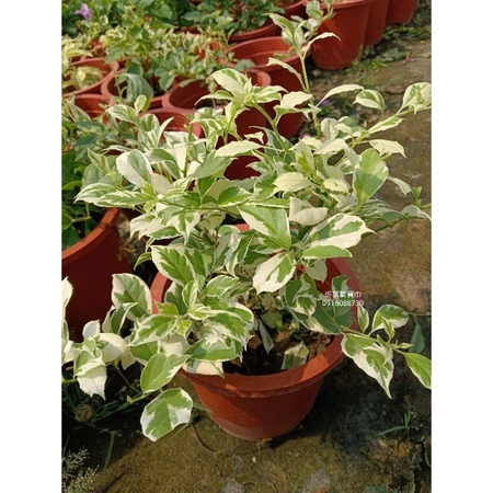 斑葉藍寶巾 7吋盆