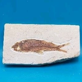 魚化石5000萬年前（始新世代） Fossil Fish 古魚化石古生物化石早期
