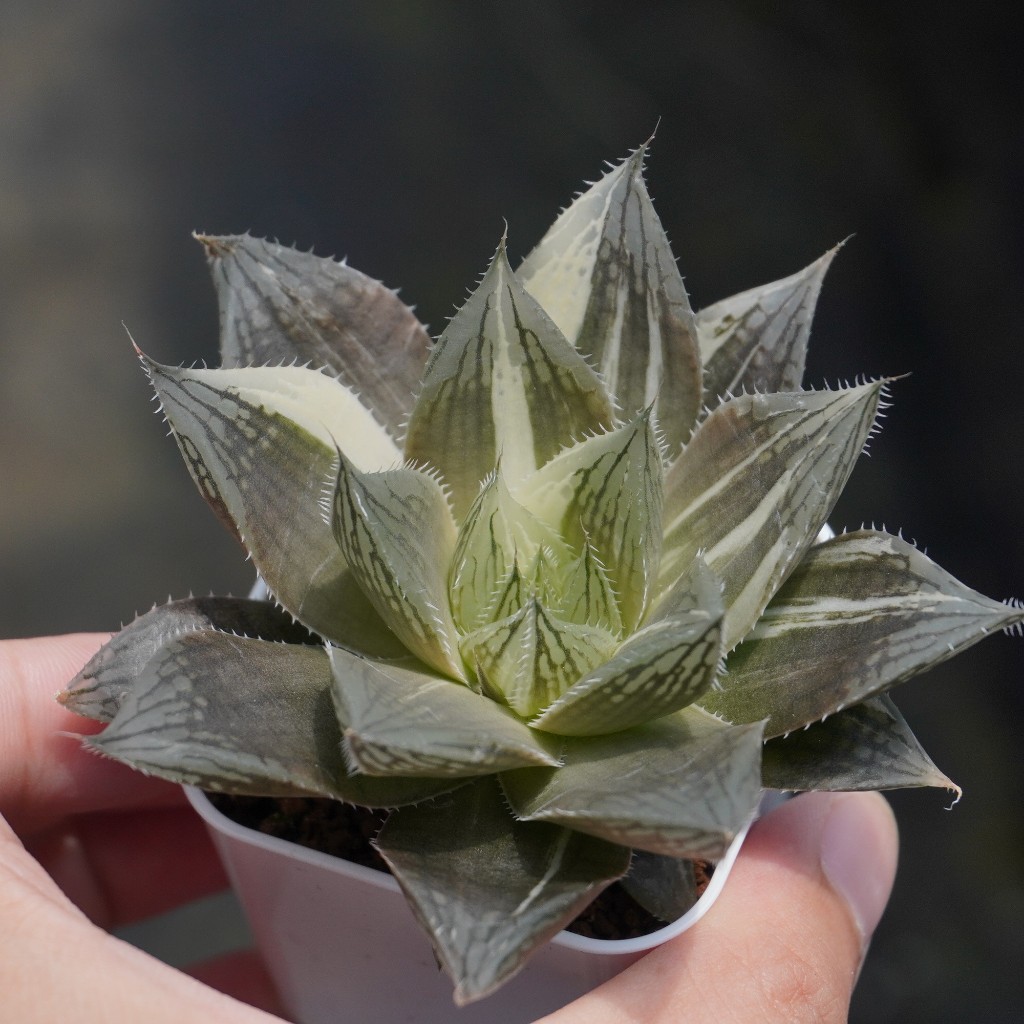 05.20 浀水之宴錦x蜜桃玉露實生百合科Haworthia 多肉植物詠詠多肉| 蝦皮購物