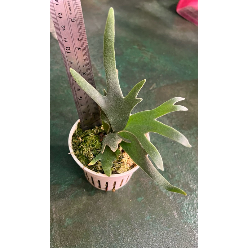 鹿角蕨P.willinckii'Jade Girl' sporeling （侏儒爪哇玉女孢子苗