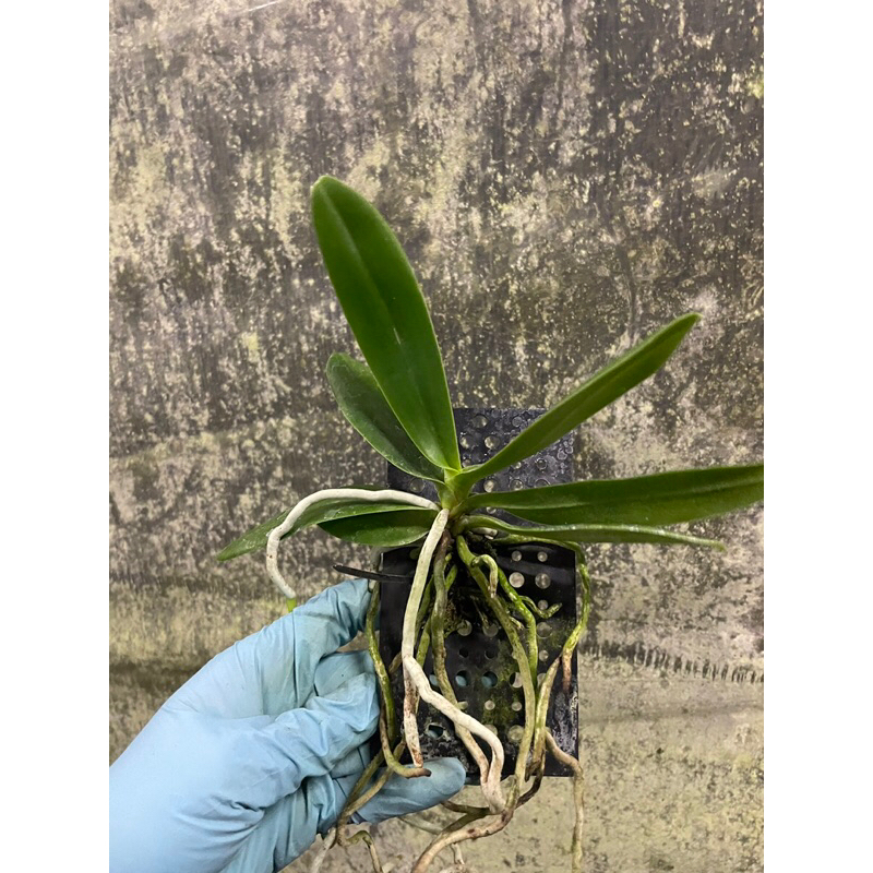 芃程蘭舍】Phal. japonica 名護蝴蝶蘭板植成株| 蝦皮購物