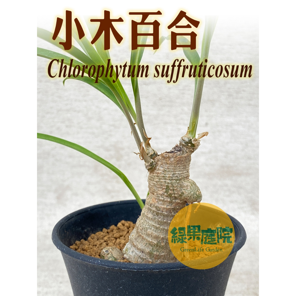 綠果庭院-百合蘆薈-小木百合 chlorophytum suffruticosum 少見塊根 塊莖 百合開花植物 多肉 | 蝦皮購物