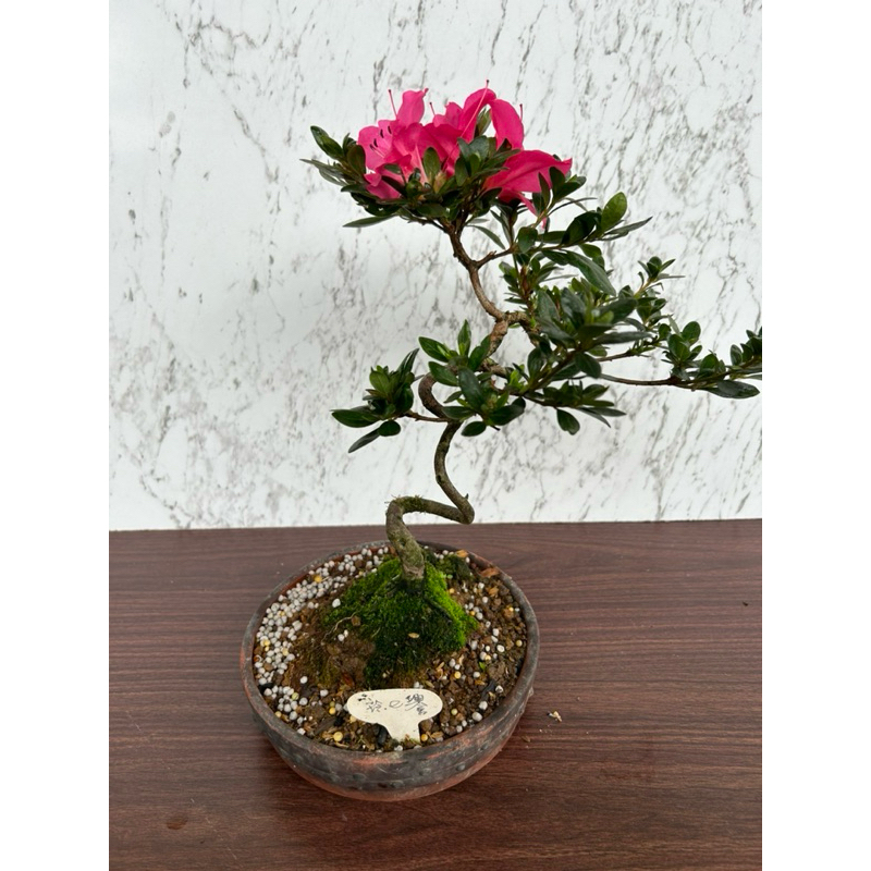 夢花火 盆景-日本皋月杜鵑品種名 玲之譽 盆栽 植栽